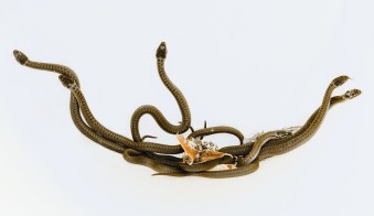 snakes-animals-snakes-1112063_1920