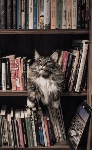 cat-on-bookshelf-small-pexels-photo-156321