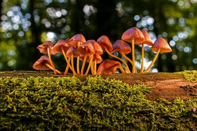 mushroom-3659165_640